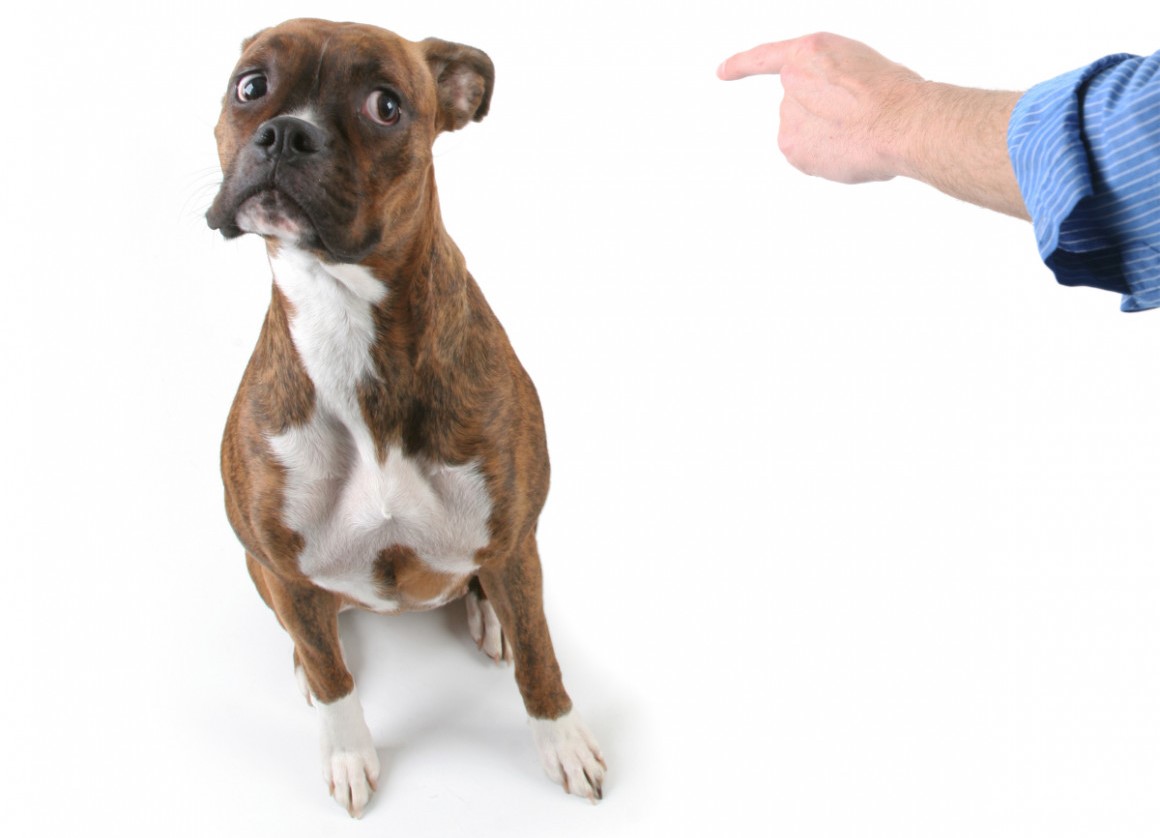 bir su birikintisi için bir köpeği cezalandırmak