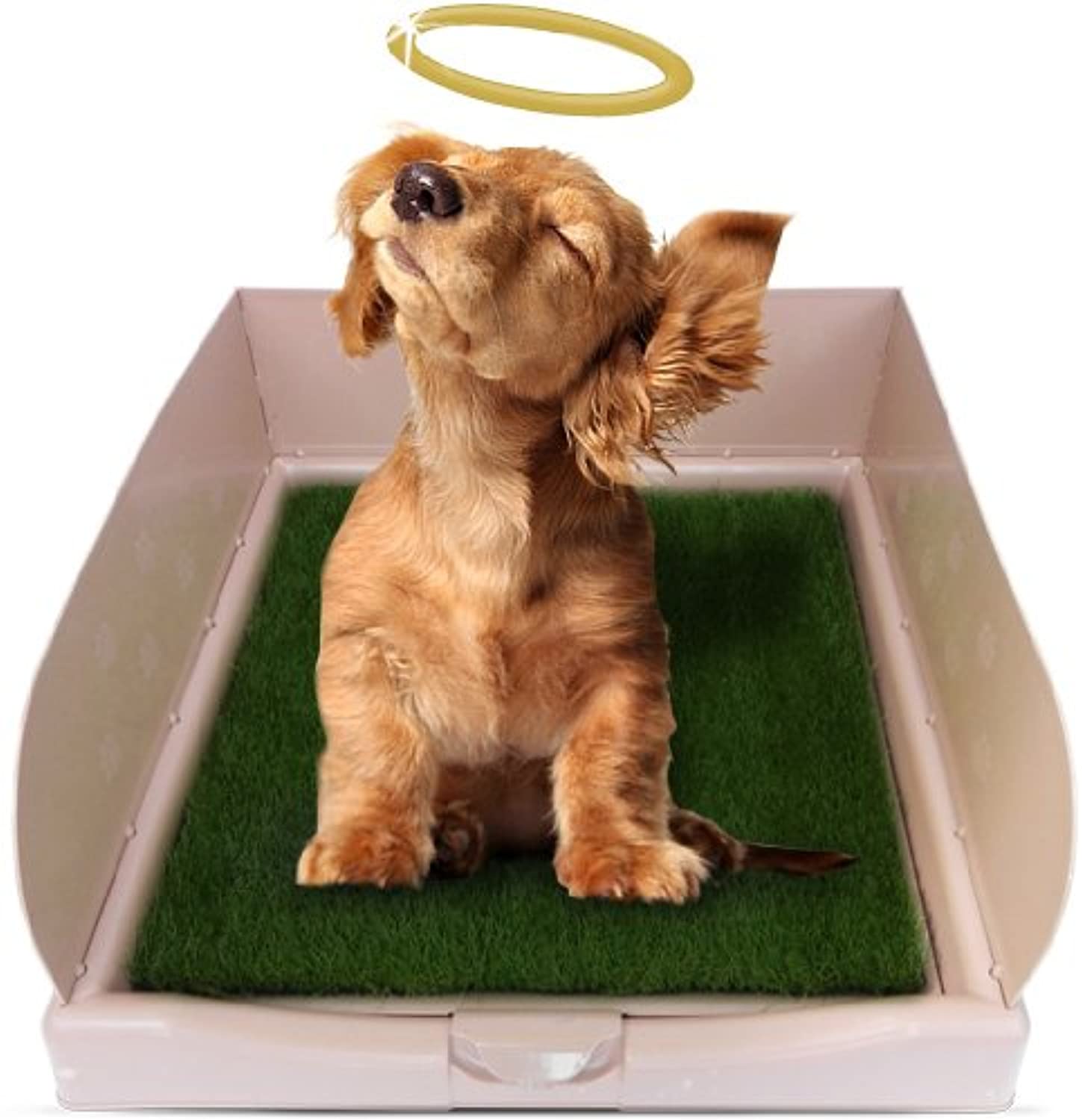 petits chiens sur le plateau