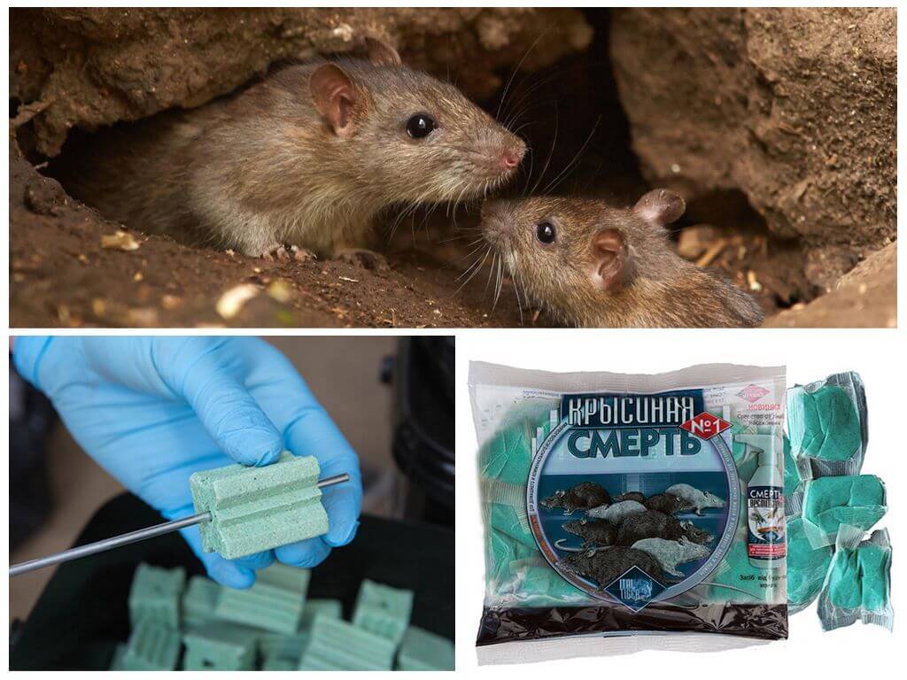 poison pour rats et souris