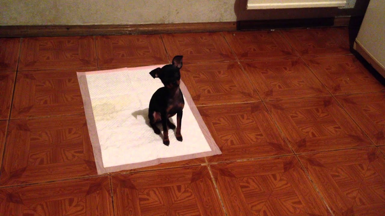 köpek yavrusu sabah tuvaleti