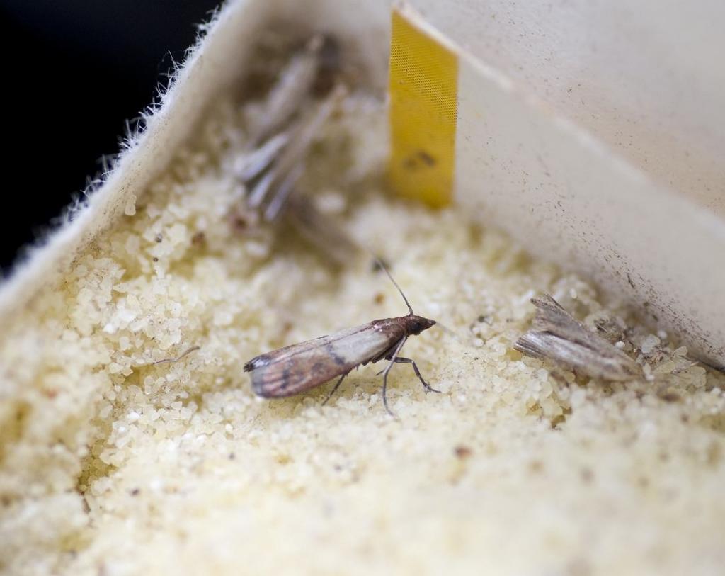 mite alimentaire dans les céréales