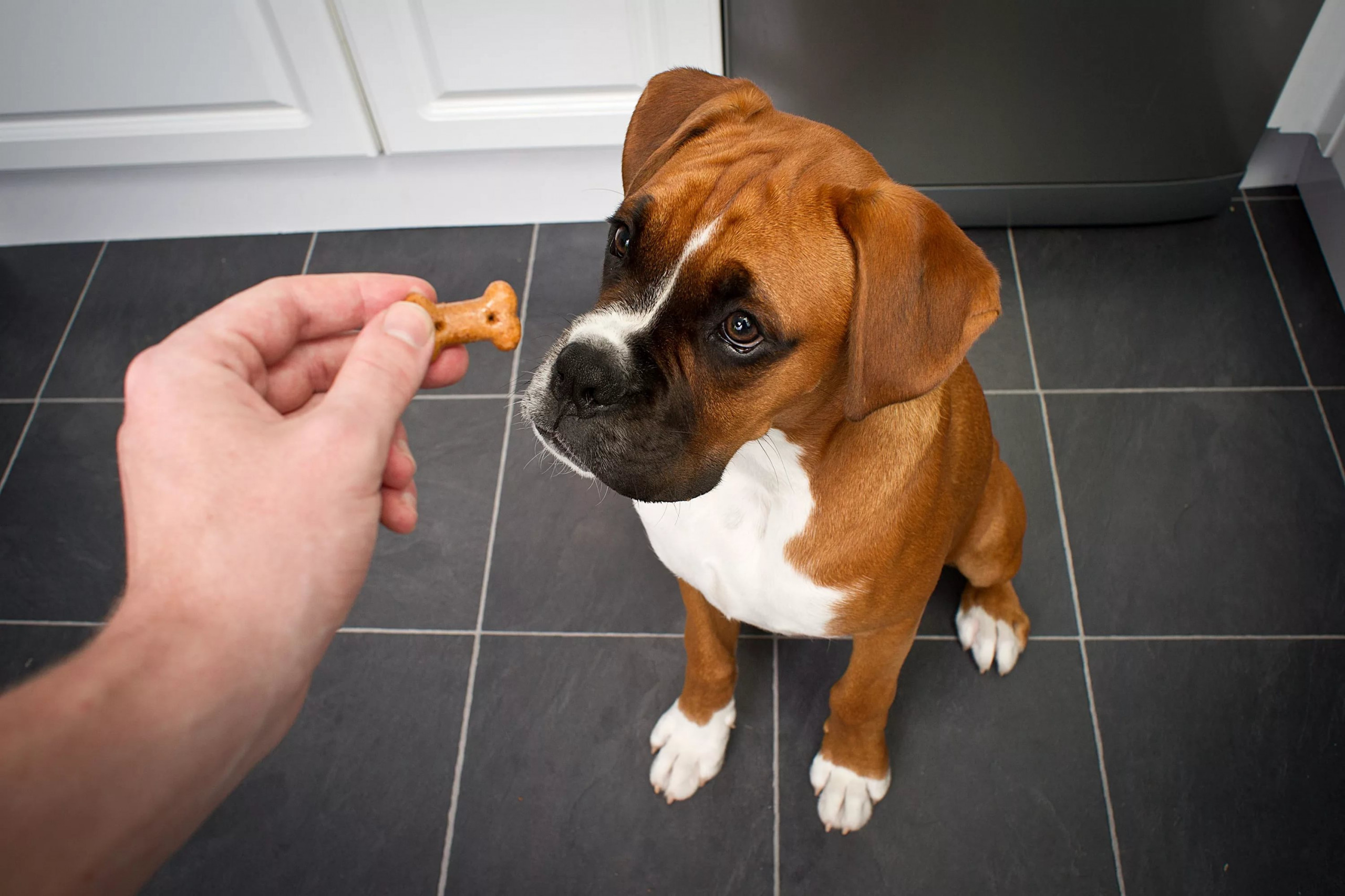 köpeği tuvalet için ödüllendirmek