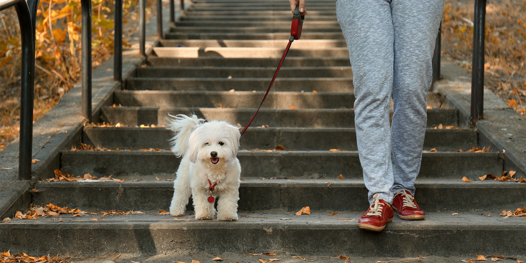 köpekle sokakta yürümek