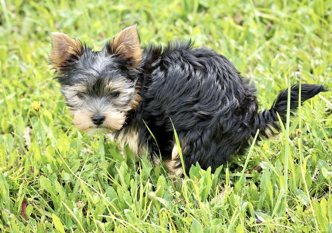 köpek tuvaleti dışarıda