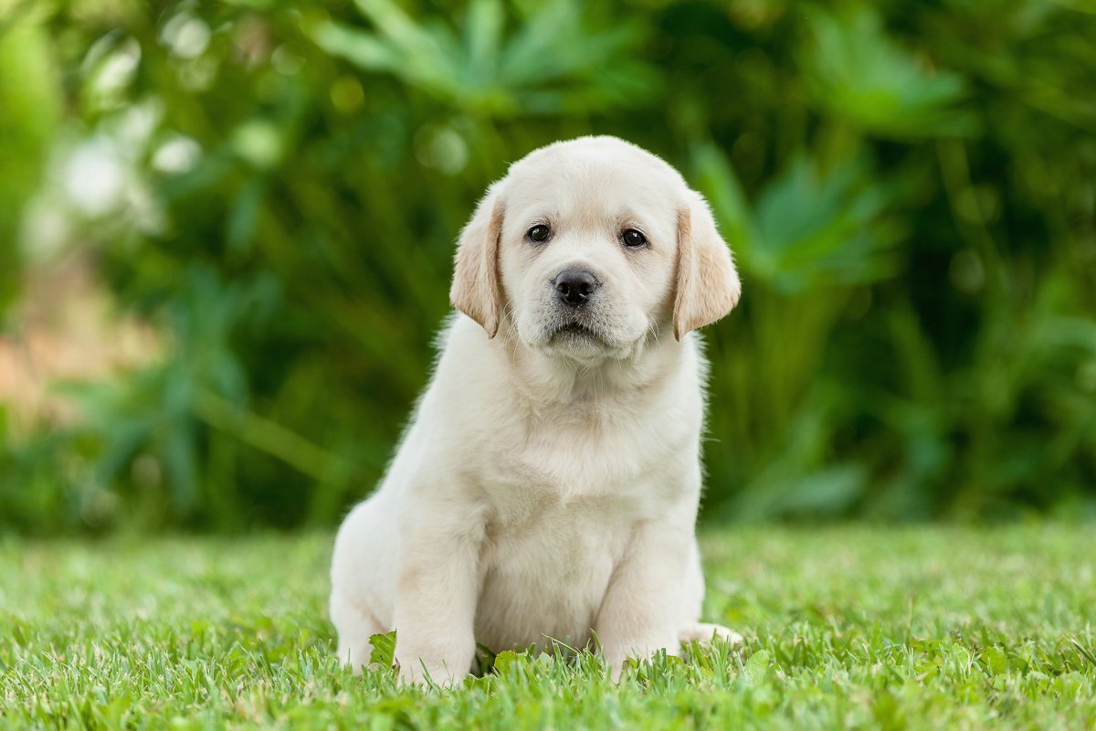 sokakta köpek yavrusu