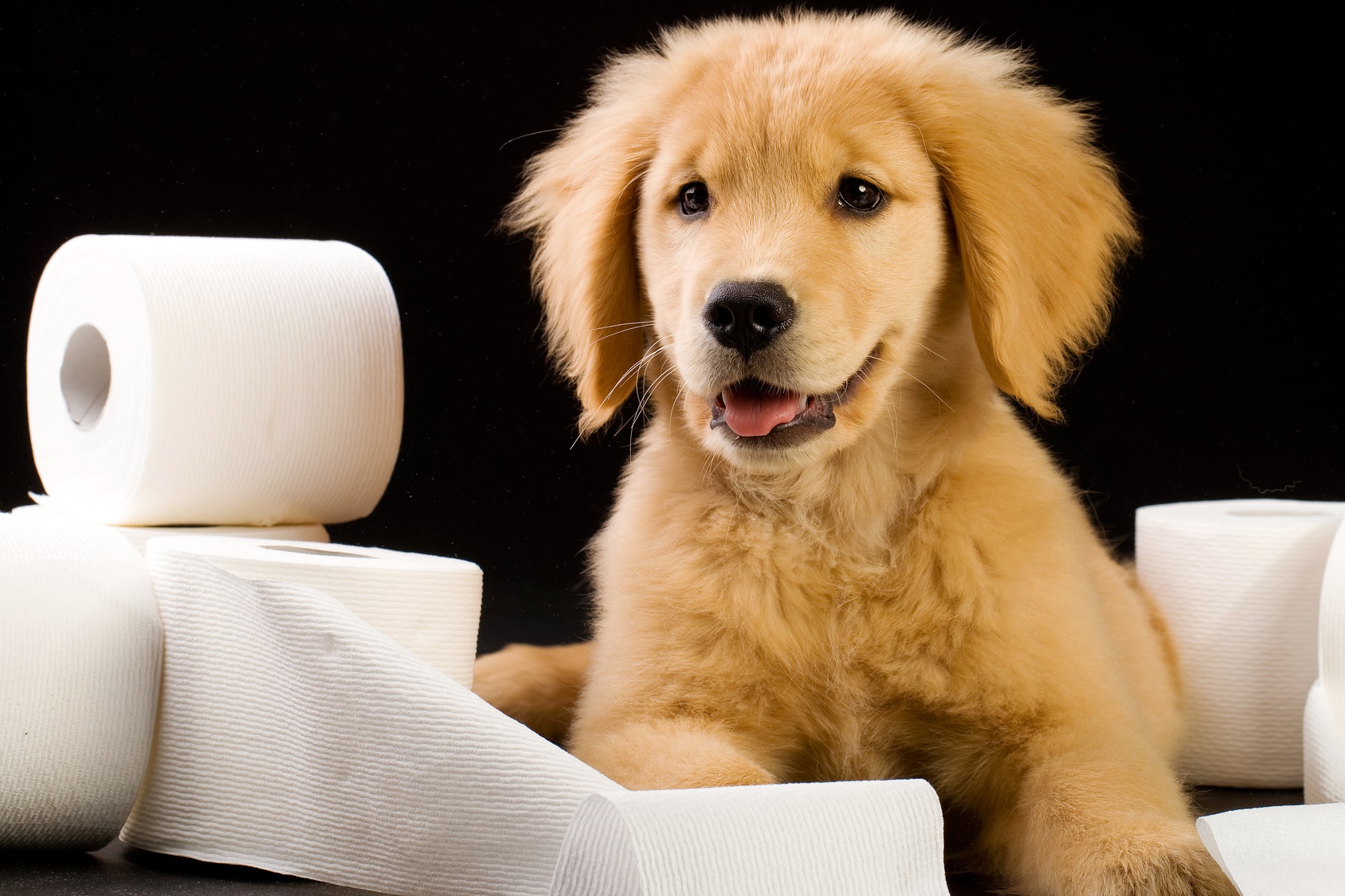 mutlu Köpek