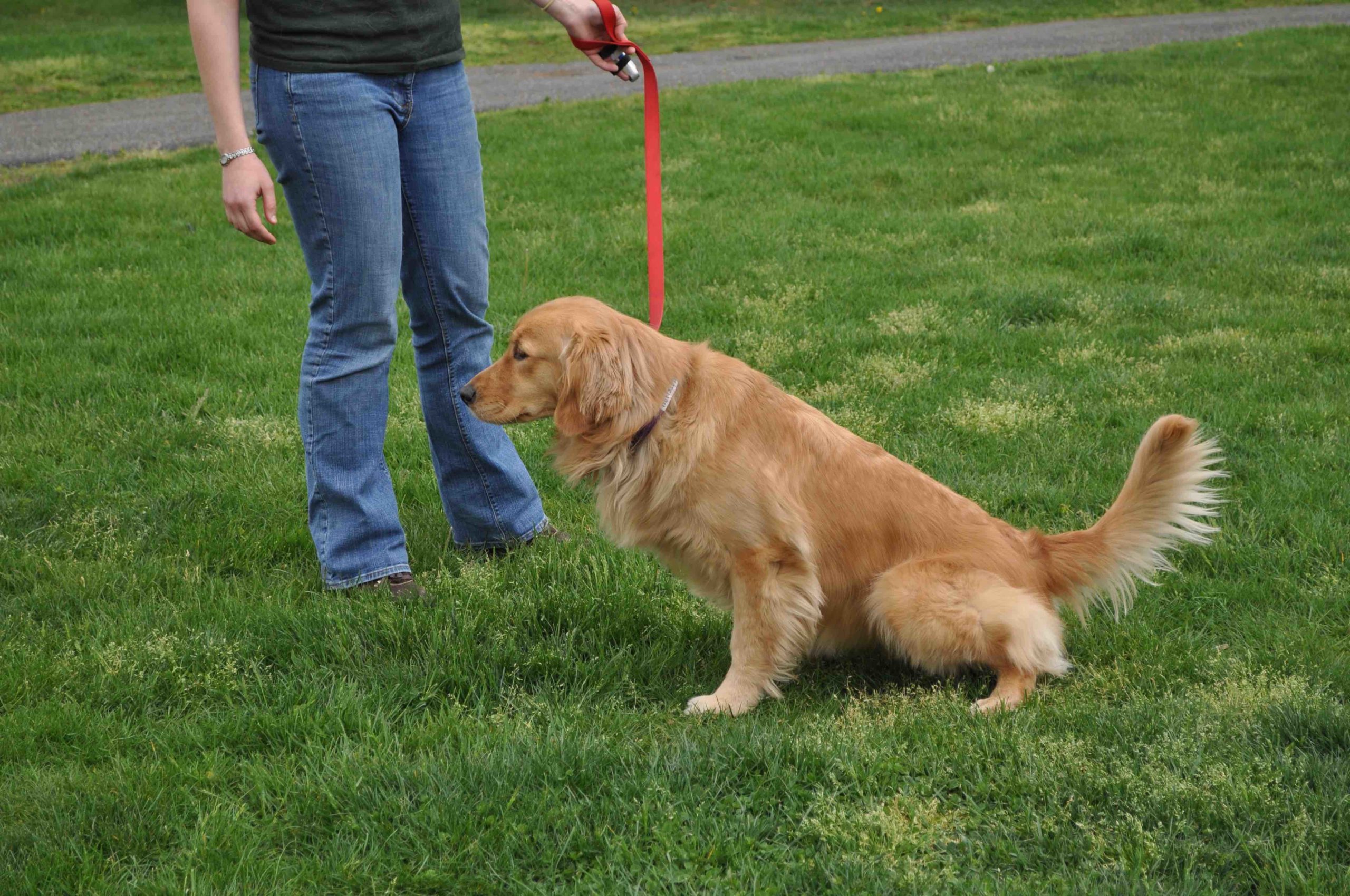 açık köpek tuvaleti