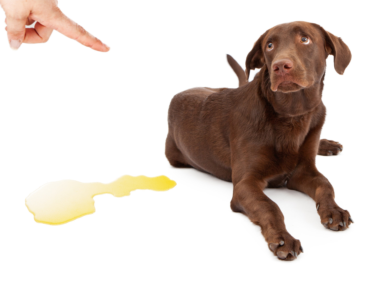 tuvalet için bir köpeği azarlamak