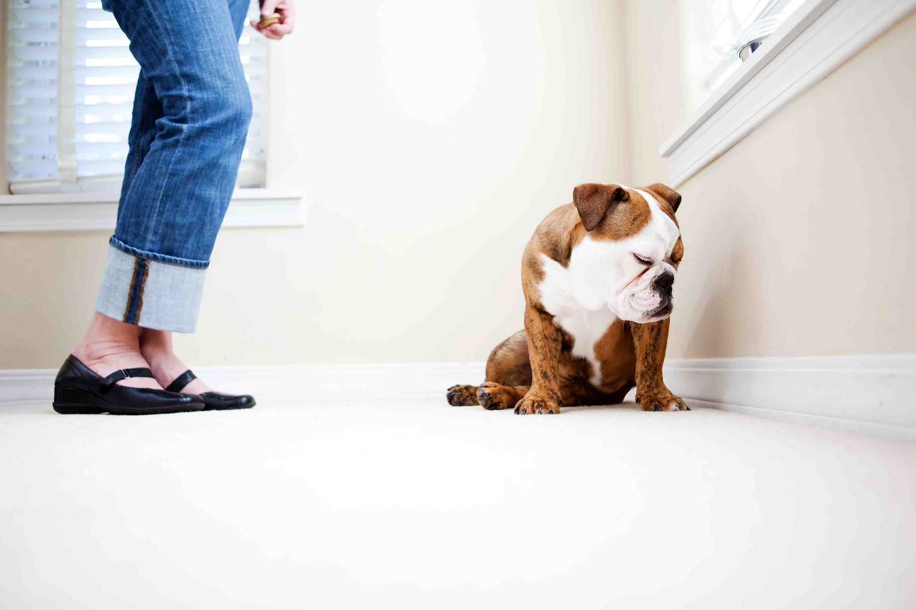 köpek yetiştirmede sorunlar