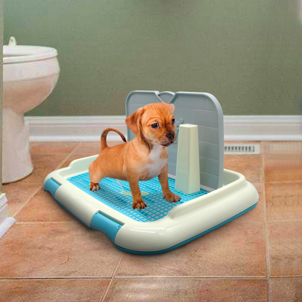 köpek tuvaleti zamanı
