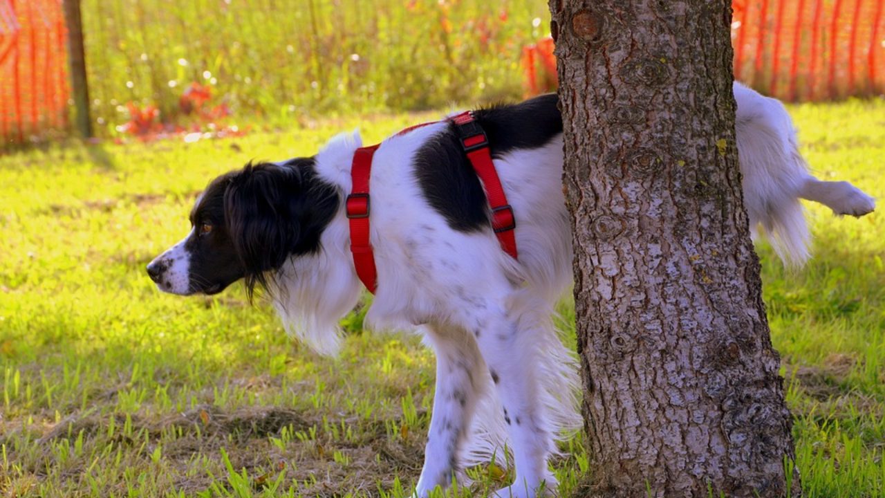 sokakta yetişkin köpek