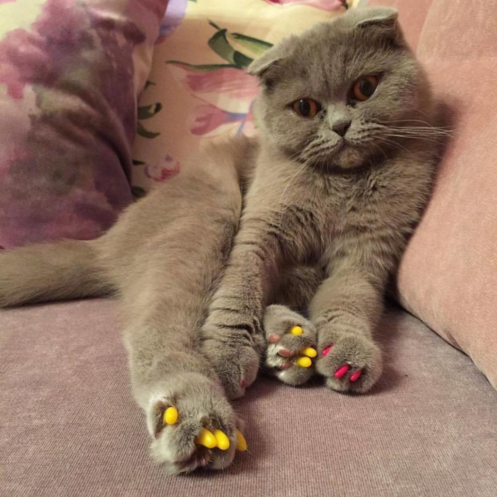 anti-rayures pour chat