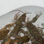 Krebse im Badezimmer aufbewahren