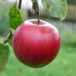 Pomme