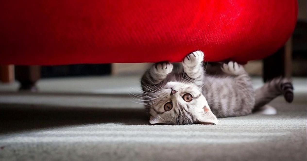 le chat n'a pas été tenté