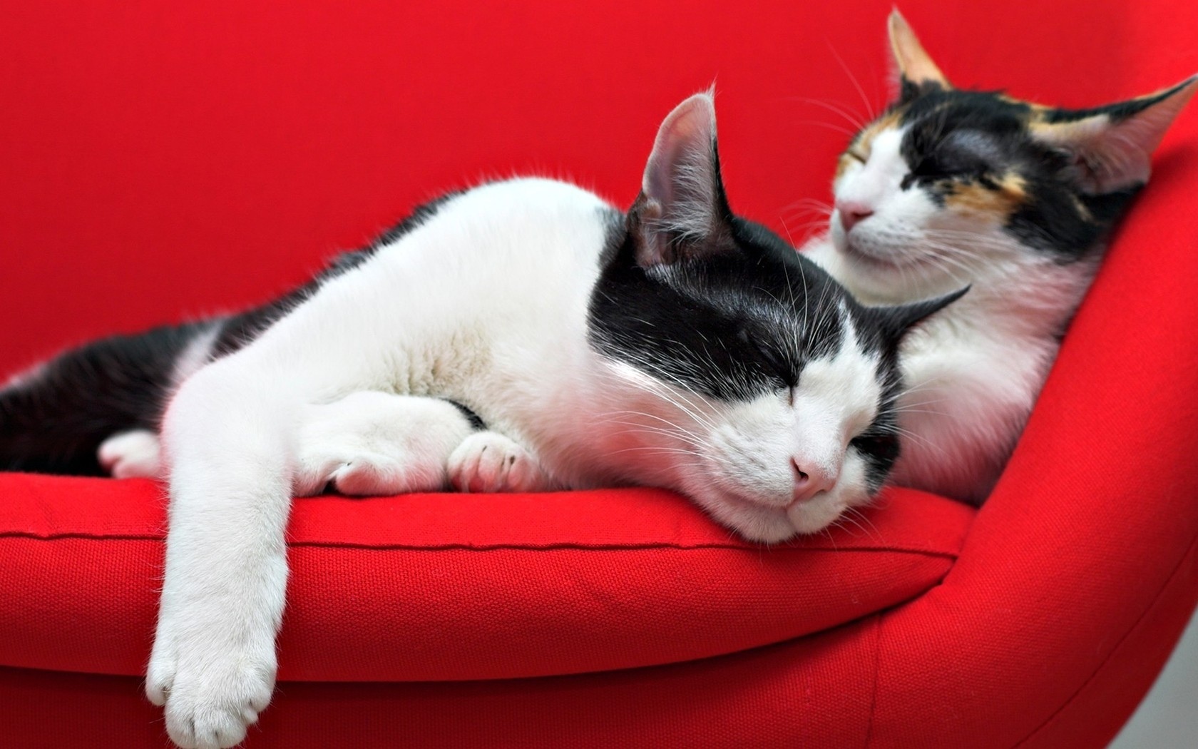 gato en el sofa