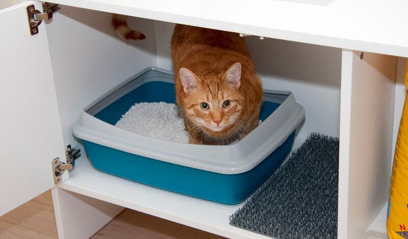 reglas para organizar una arena para gatos