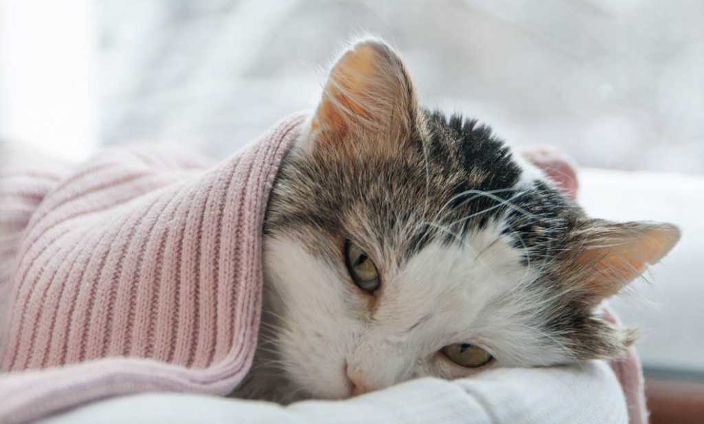 tu gato esta enfermo