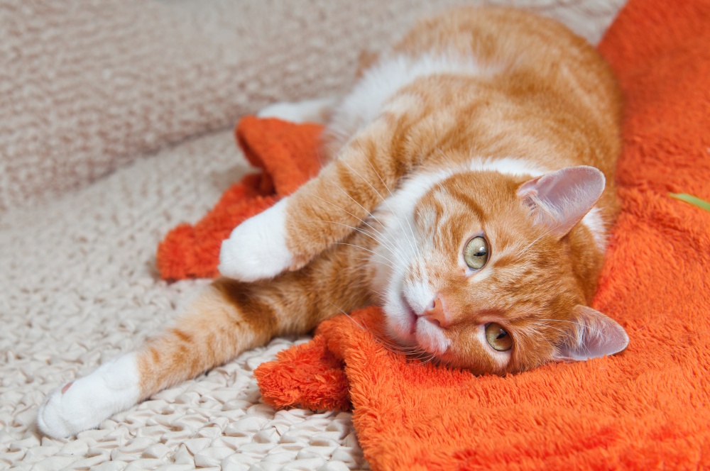 cómo limpiar la orina de gato de los muebles