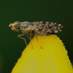 midge na comida
