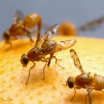 mosquitos na cozinha
