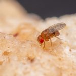 midge no pão