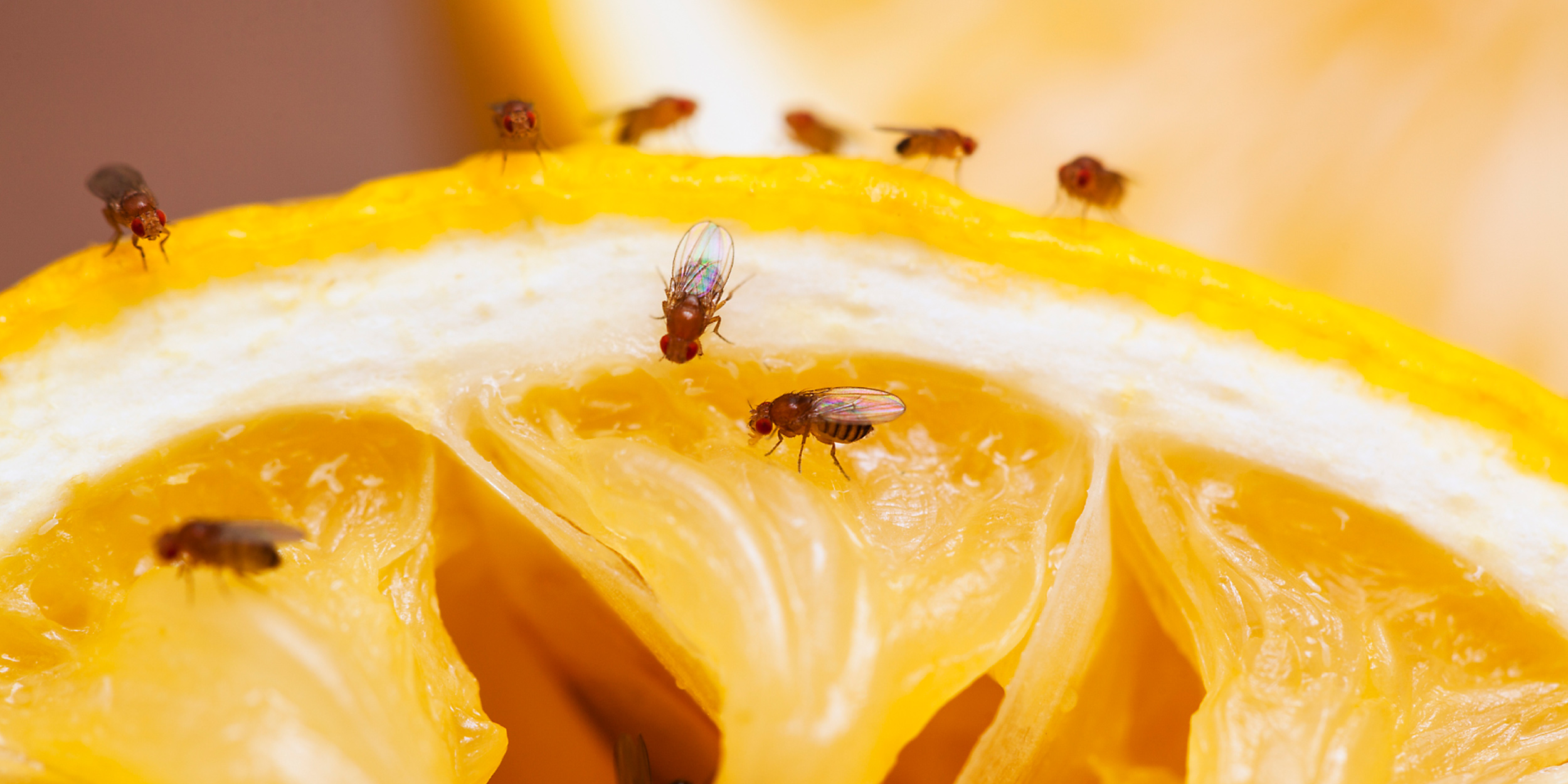 mosquitos da cozinha