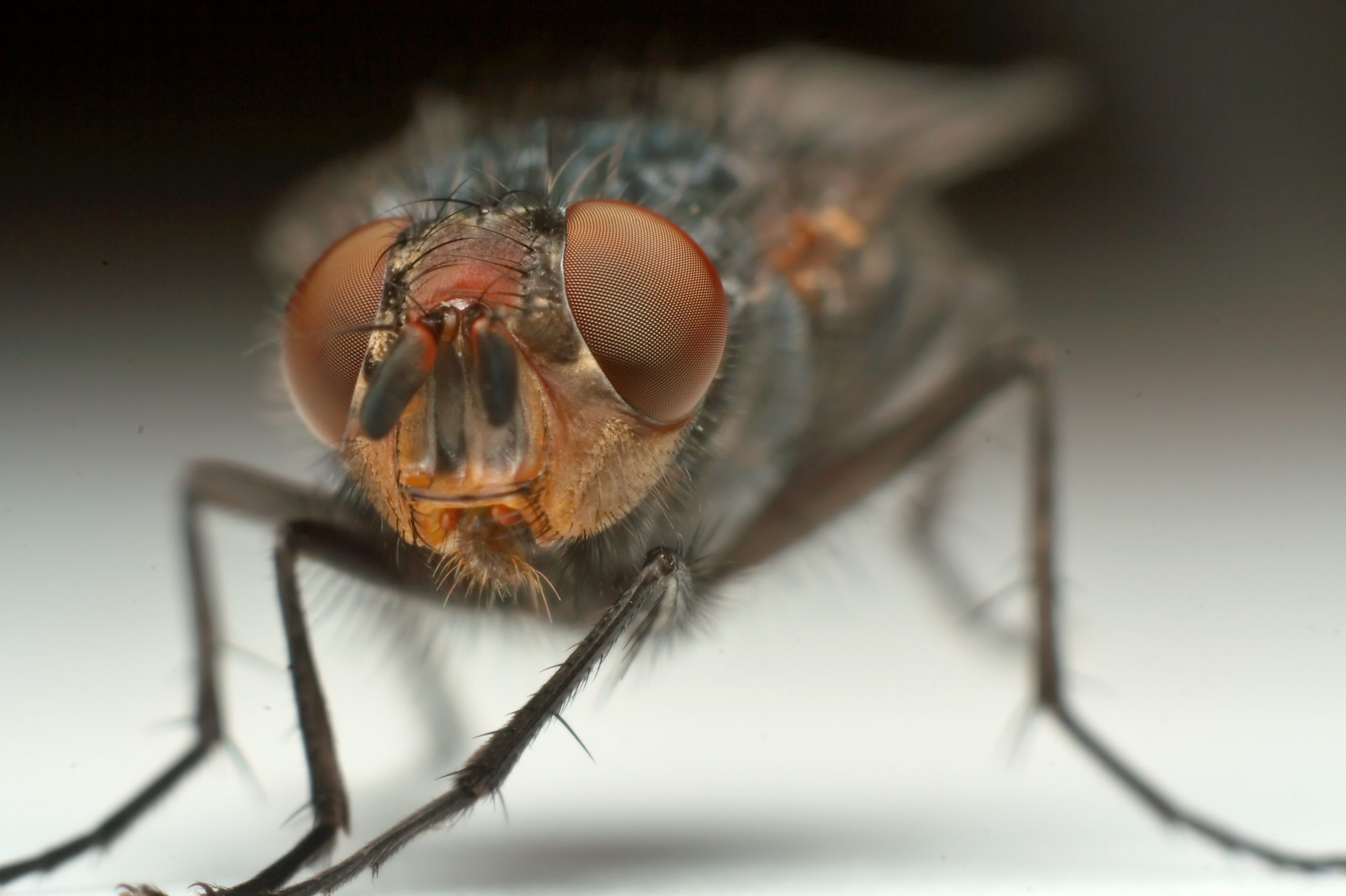 mosquitos se multiplicam