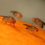 mosquitos na cozinha