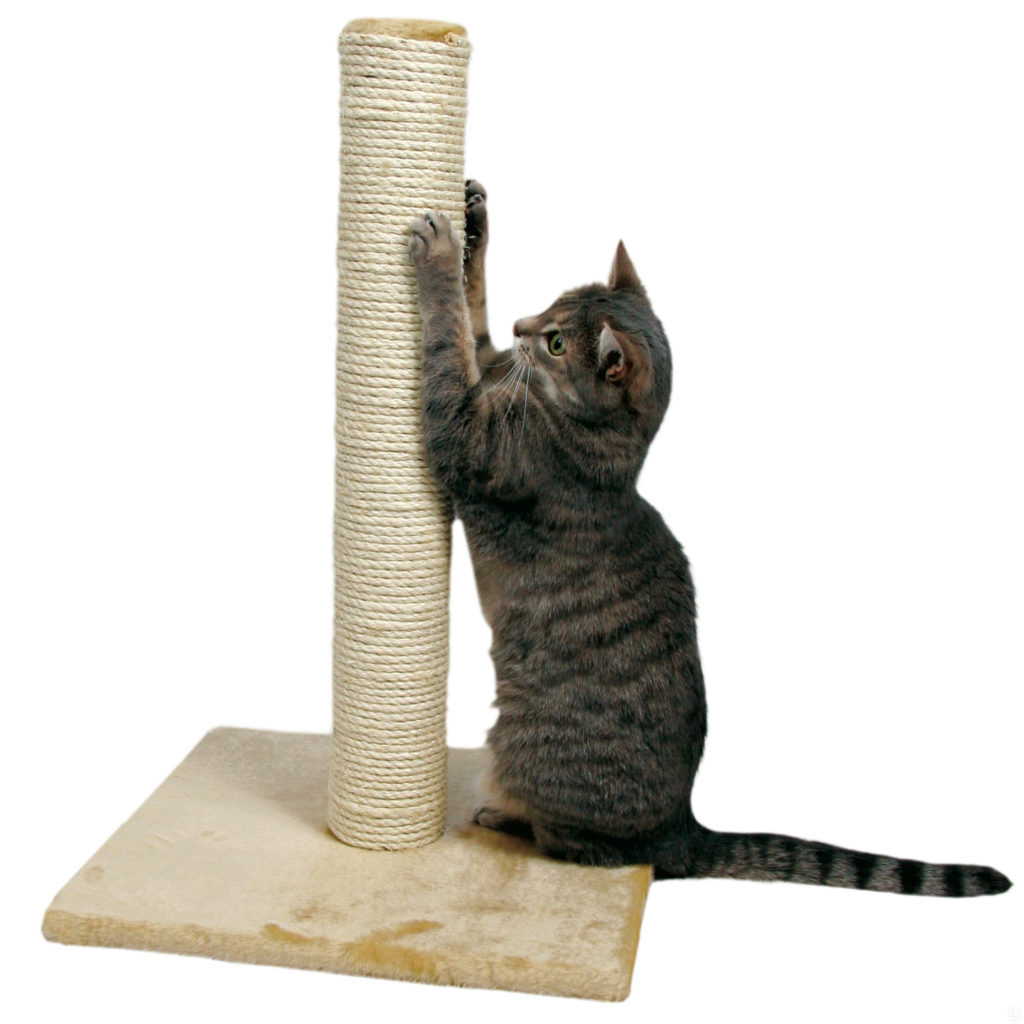 griffoir pour chat