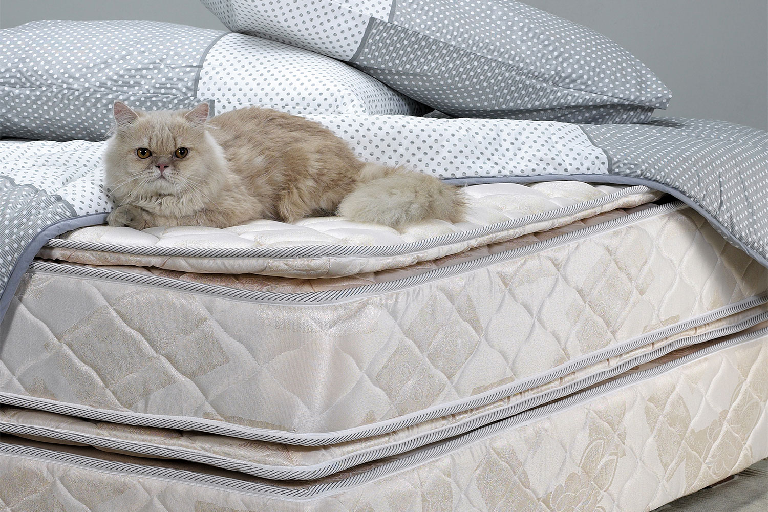 kucing di tilam