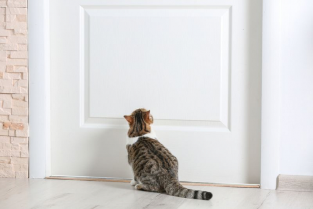 chat sous une porte fermée