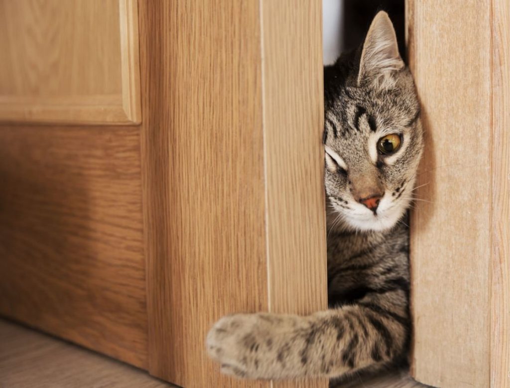 perte d'intérêt pour le chat
