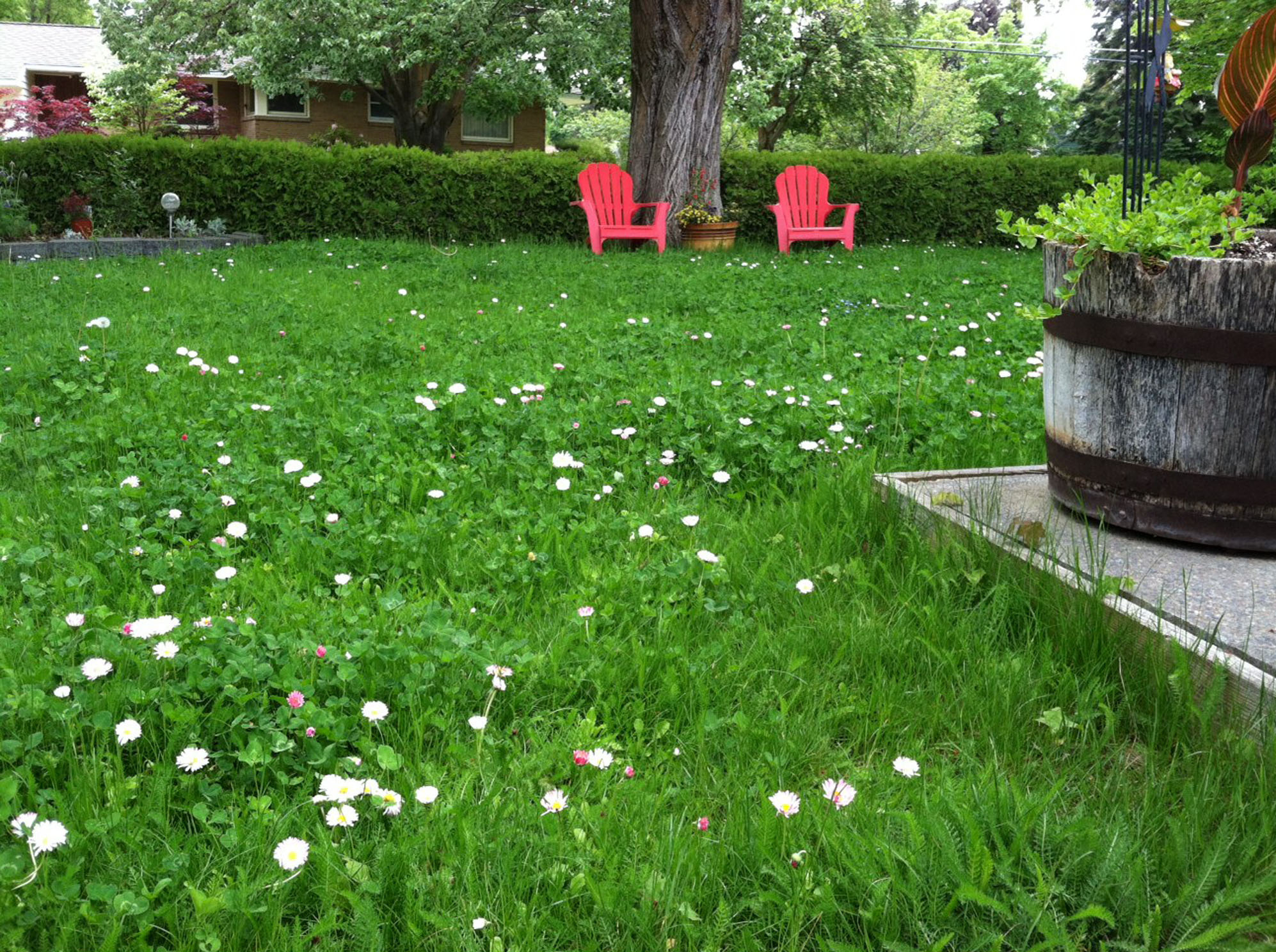 pelouse de prairie
