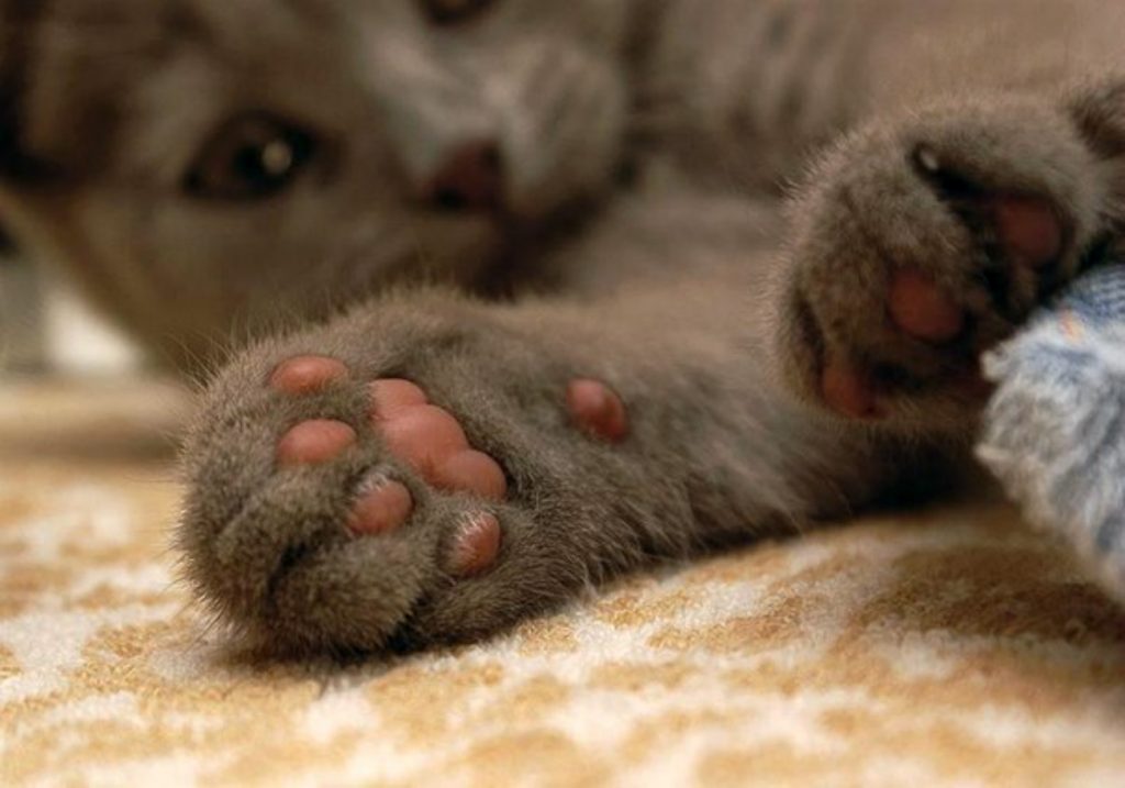 pattes molles du chat