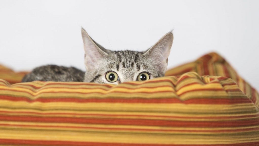 effrayer le chat avec du coton