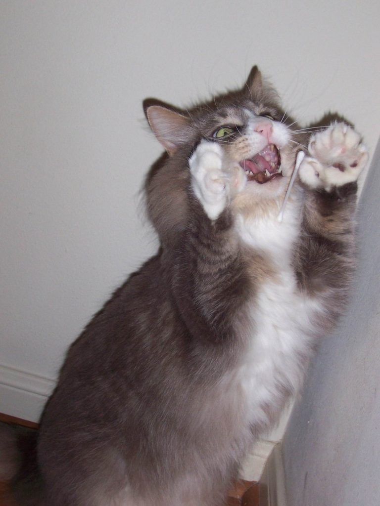 effrayer le chat avec un son