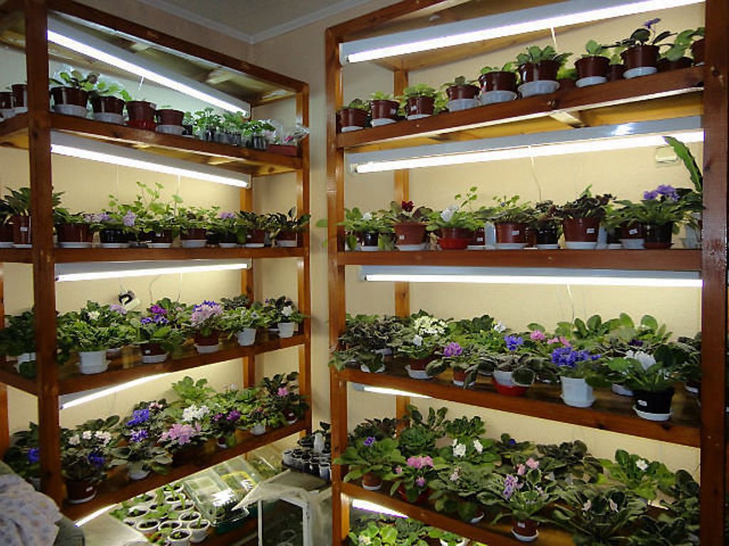 éclairage pour semis et fleurs