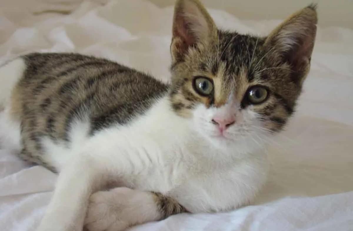 propriétaires de chats
