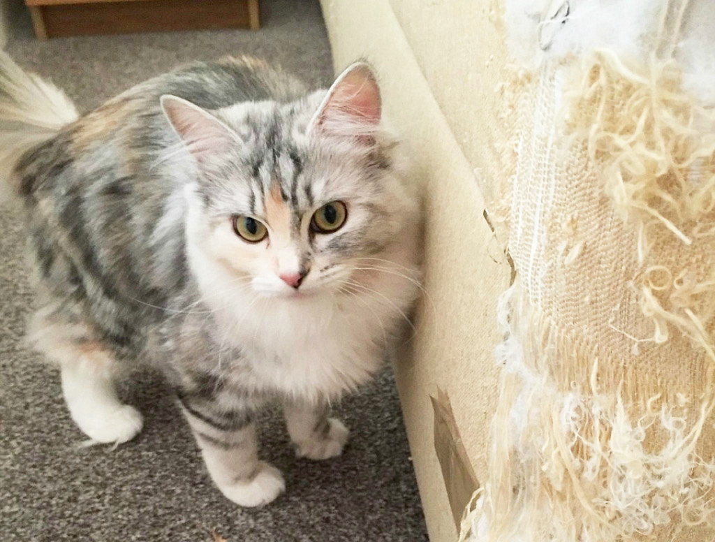 distraire le chat des meubles avec une voix