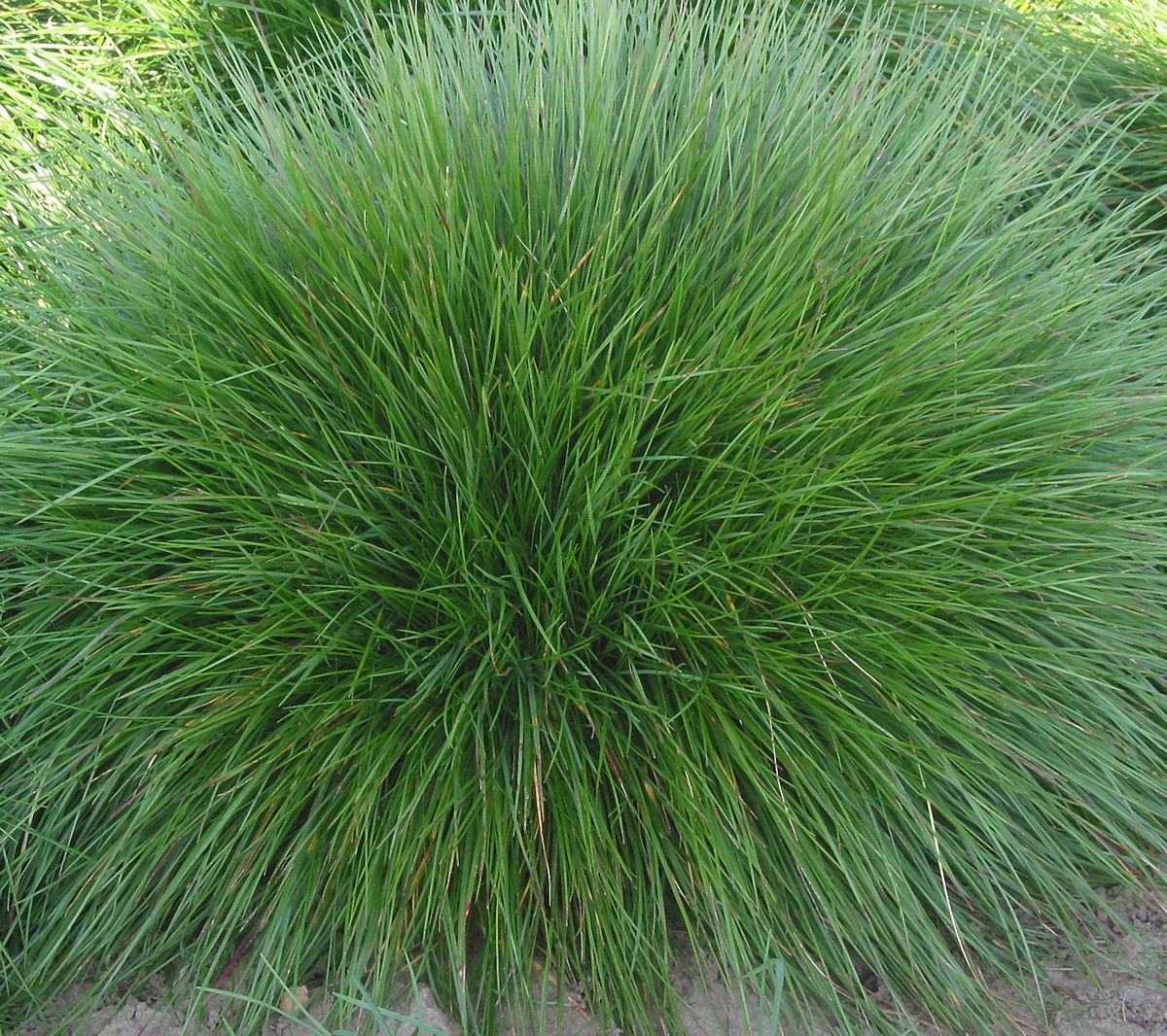 fétuque de mouton