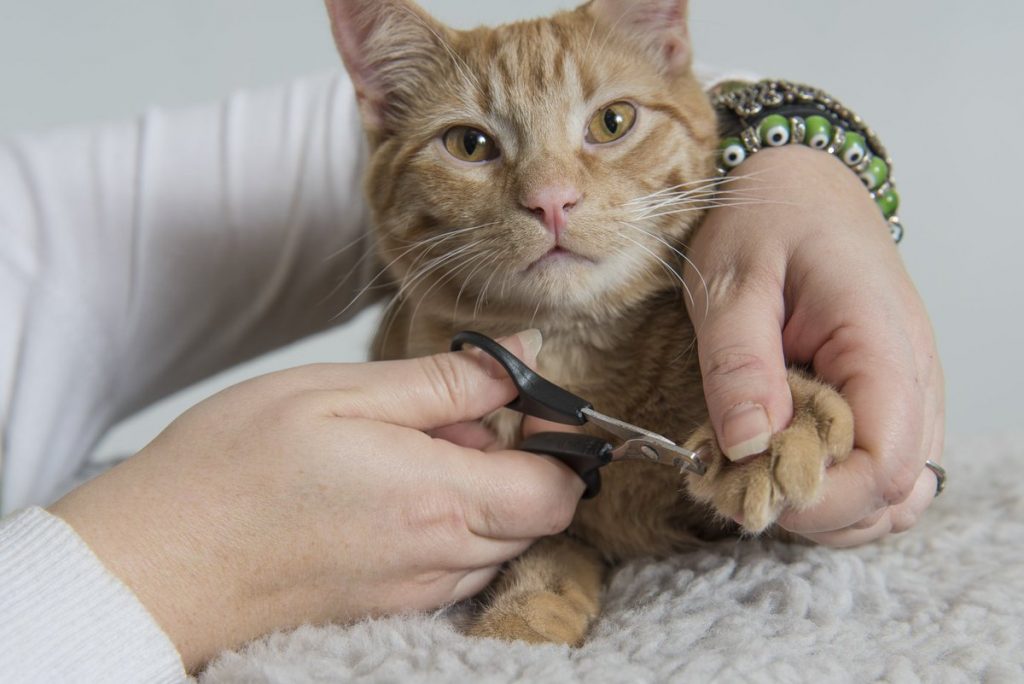 tondre un chat