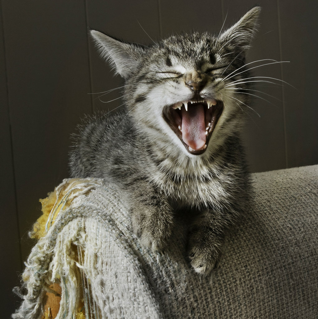 l'habitude de gratter les meubles chez les chats