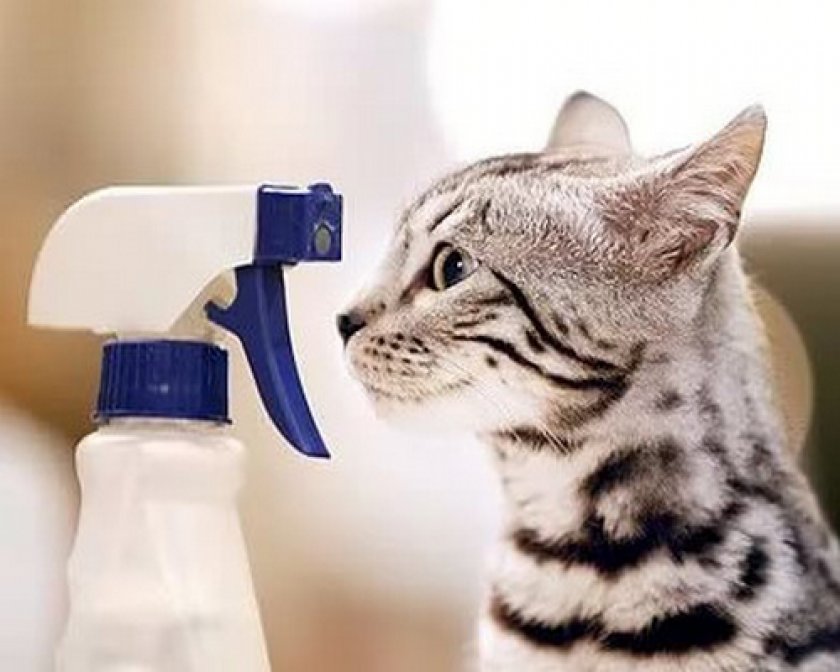 Zilch d'un vaporisateur sur un chat
