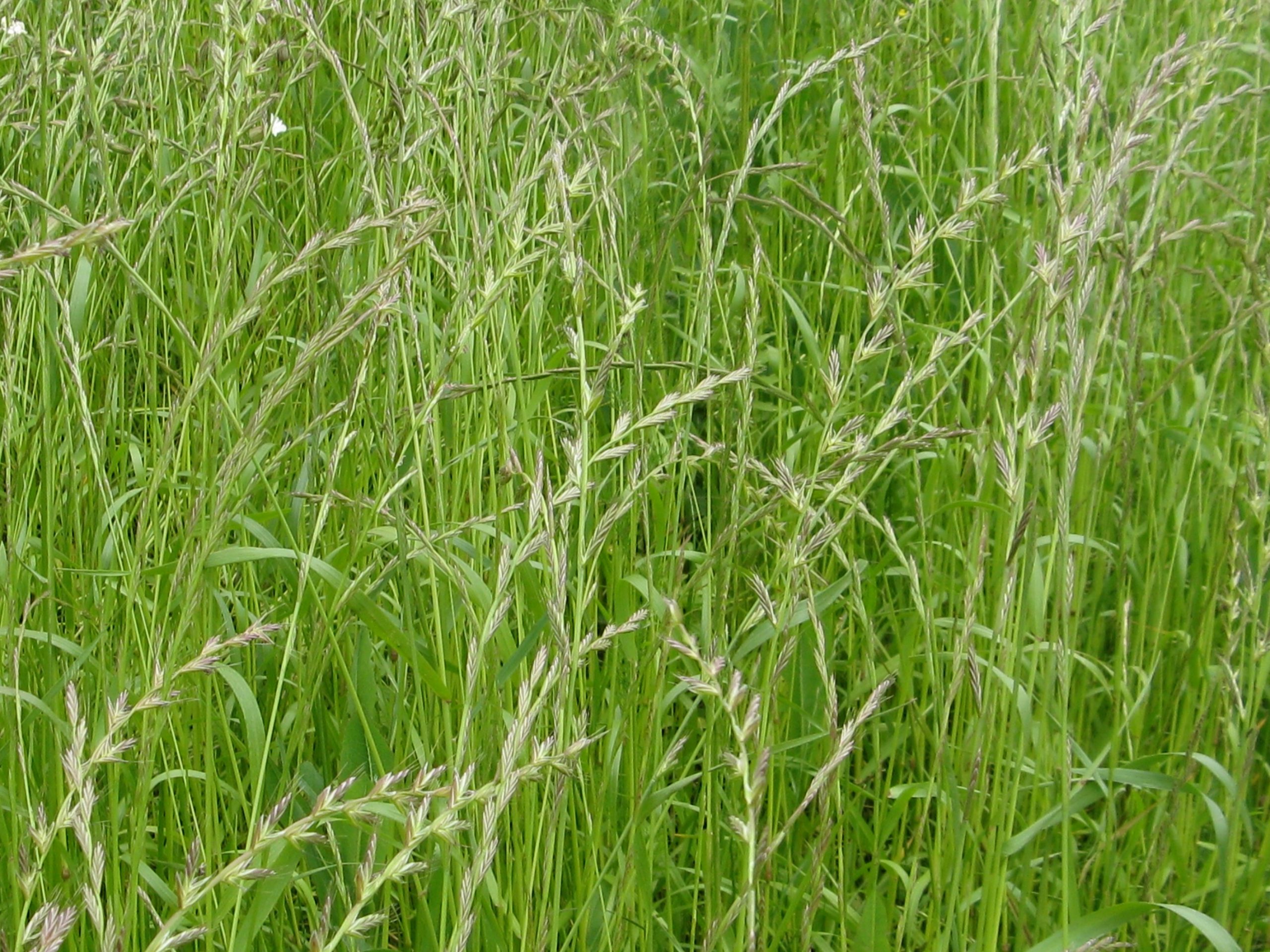 ray-grass multiflore