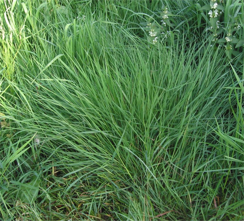ray-grass des pâturages
