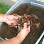 Krebse im Wasser