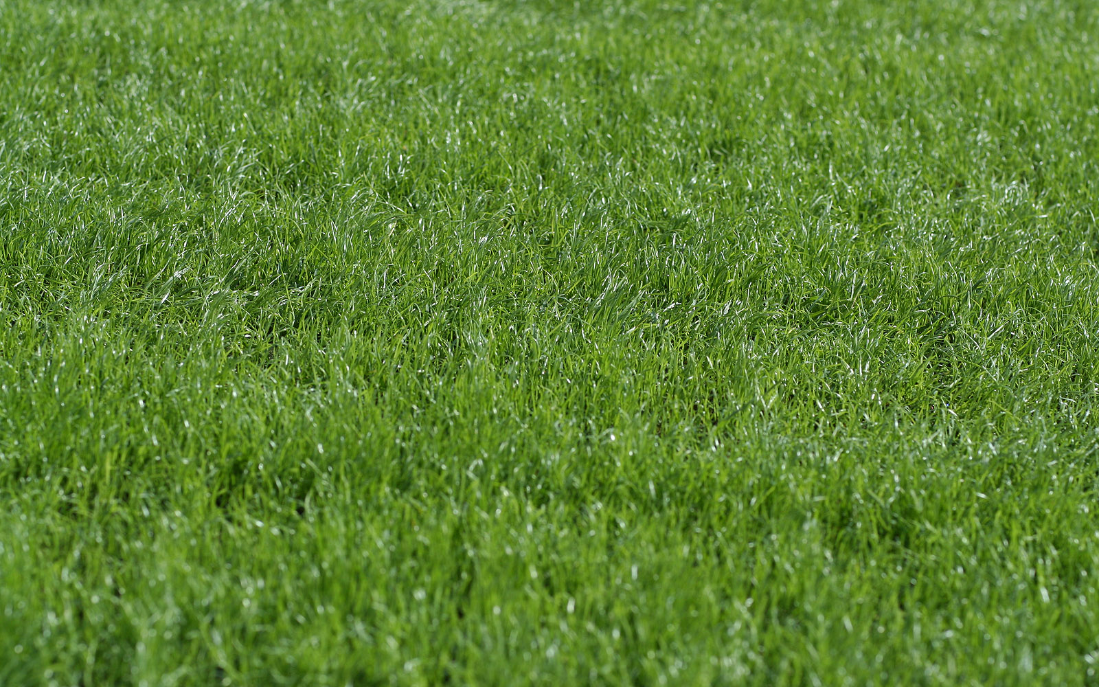 entretien de la pelouse roulée