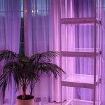 stand pour les idées de décoration de semis en croissance