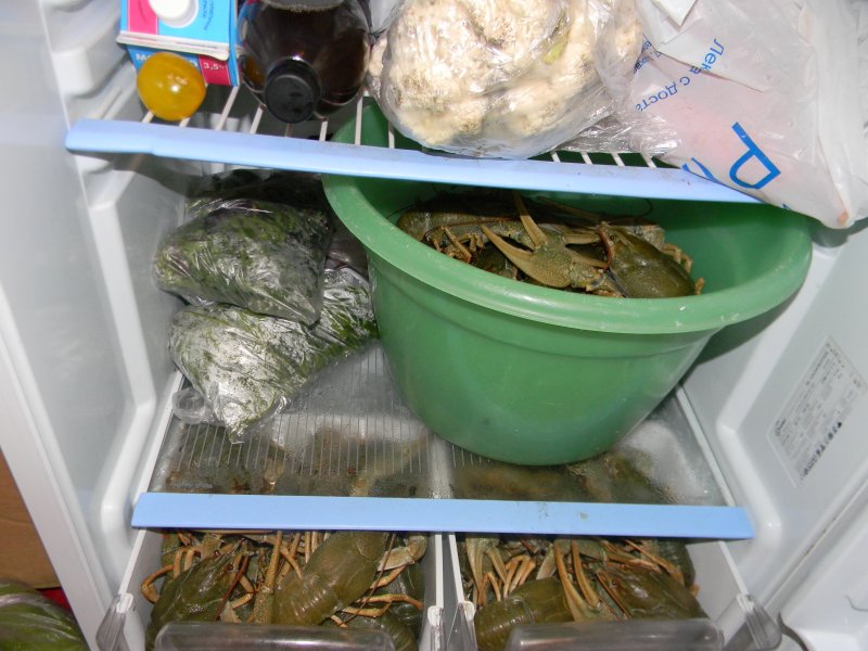 lebende Krebse im Kühlschrank